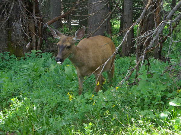 Стопанката на зоната за пикник