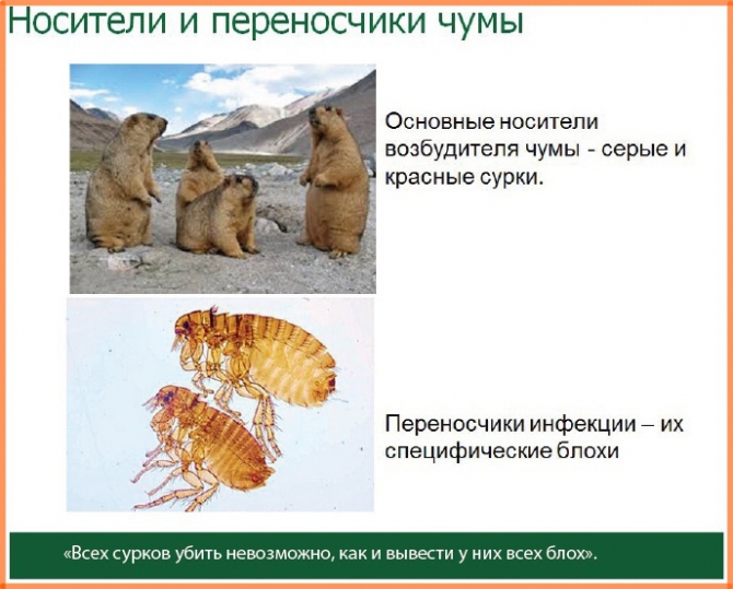 Бубонна чума в Алтай