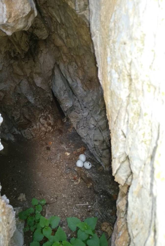 Внимание, не катерете "Малшанс" на Беледие хан